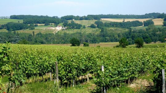 vignes - foncier agricole