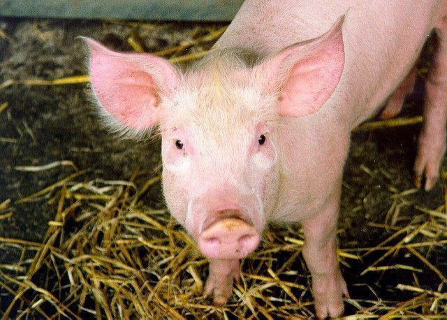 Porc © Nick Saltmarsh peste porcine