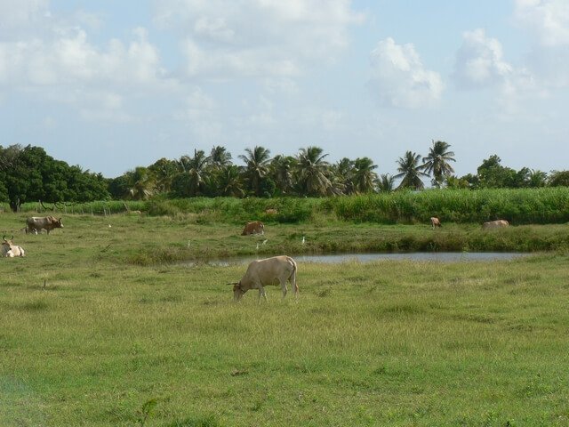 Vaches en Guadeloupe