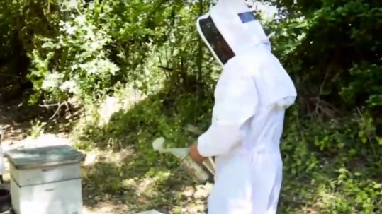 apiculture apiculteur ruches