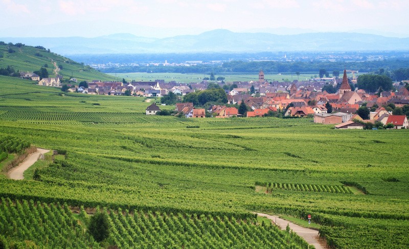vignoble Alsace