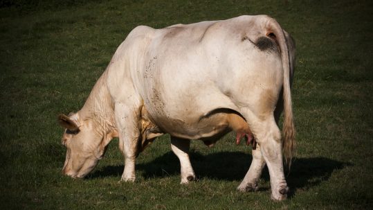 vache allaitante charolaise