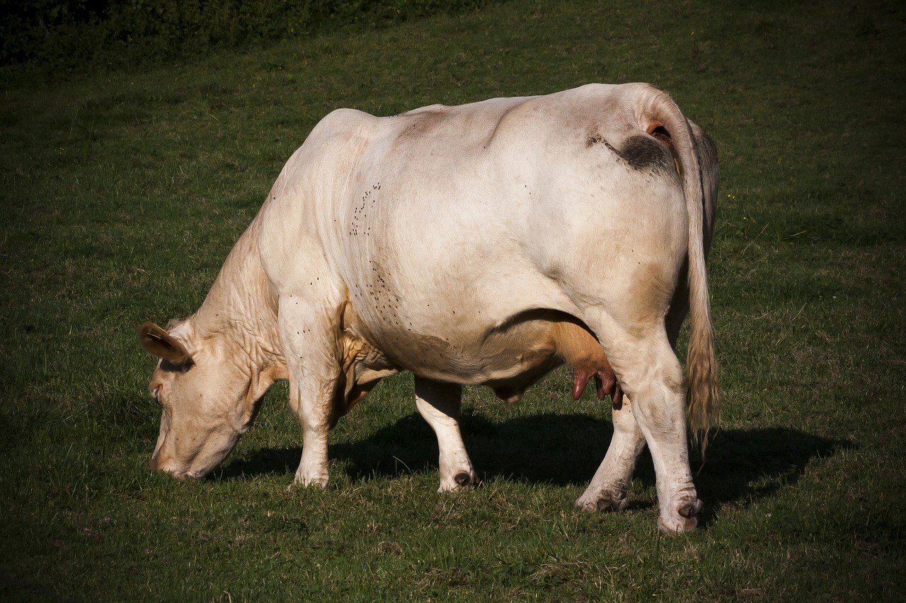 vache allaitante charolaise