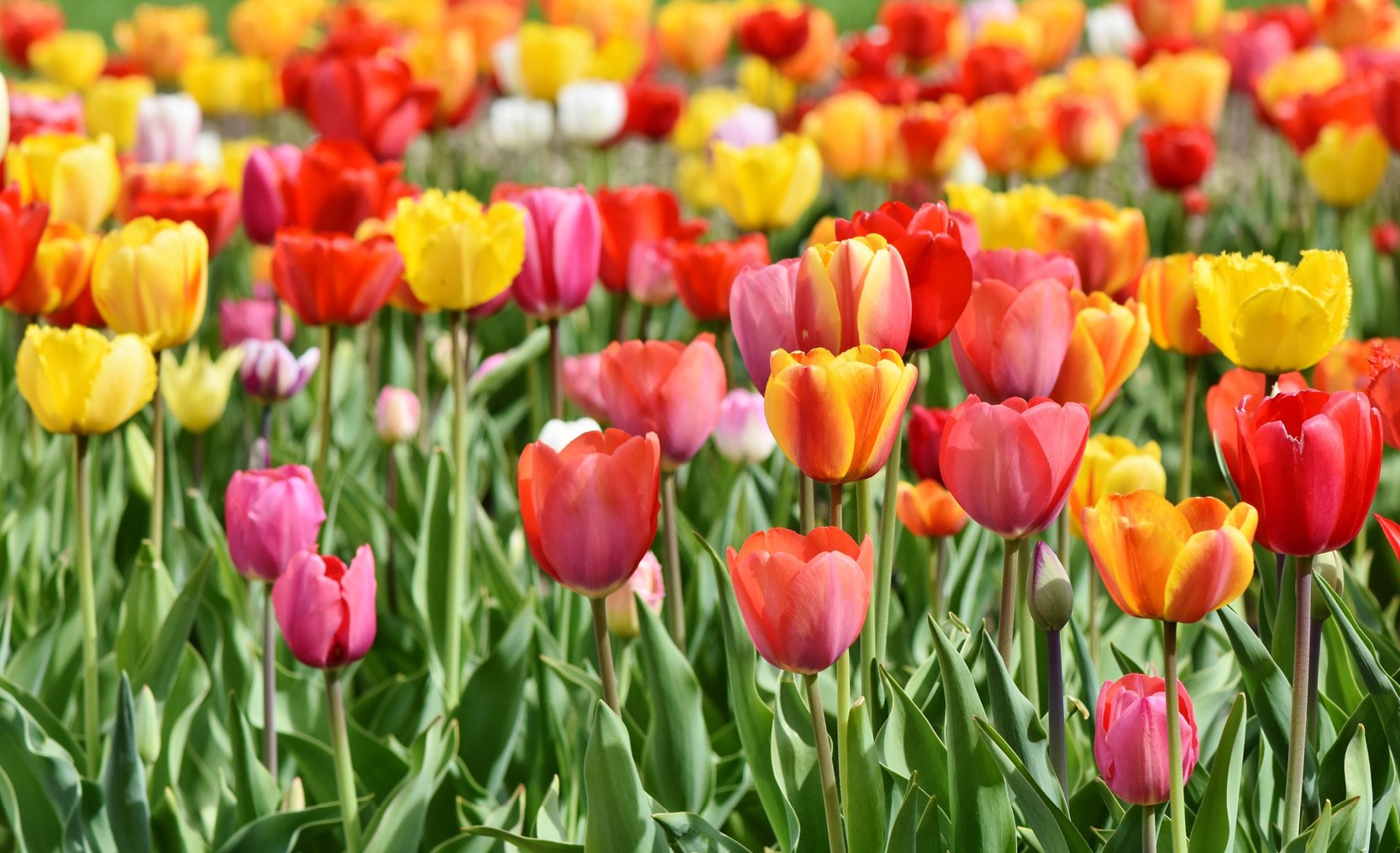 tulipes fleurs coupées horticulture