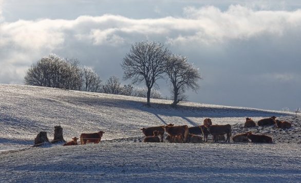vaches hiver